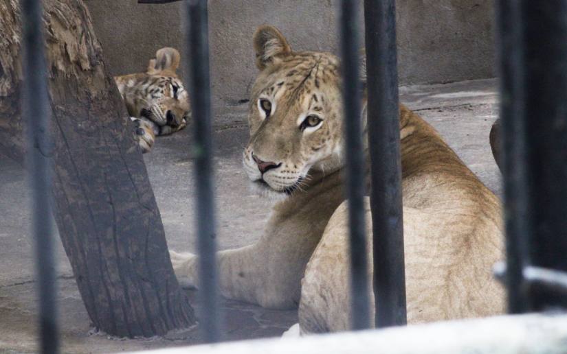 ZOOLOGICO--(3)