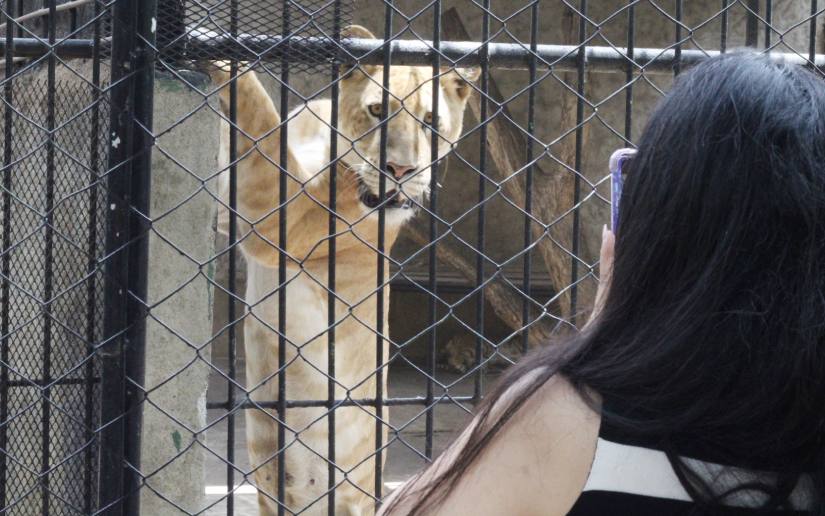 ZOOLOGICO--(4)