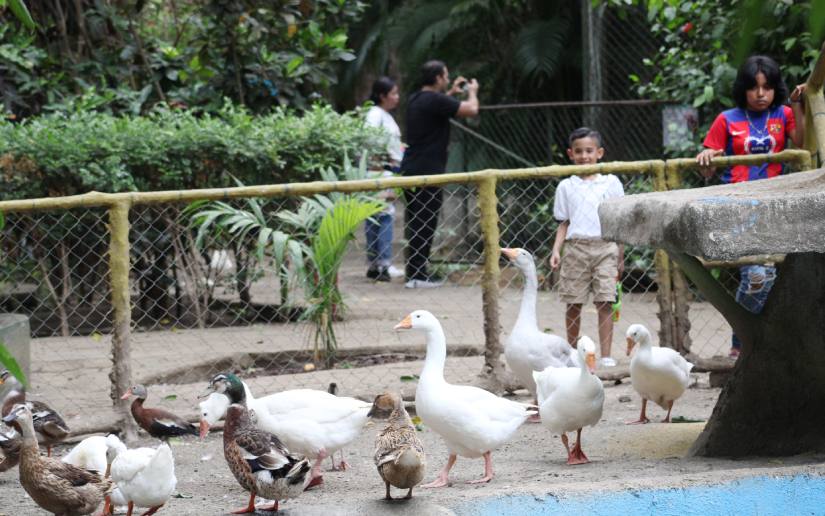 ZOOLOGICO--(6)