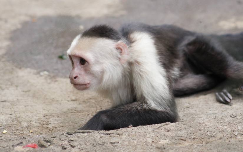 ZOOLOGICO--(7)