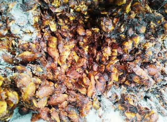 TAMARINDO-(1)