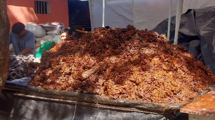 TAMARINDO-(3)