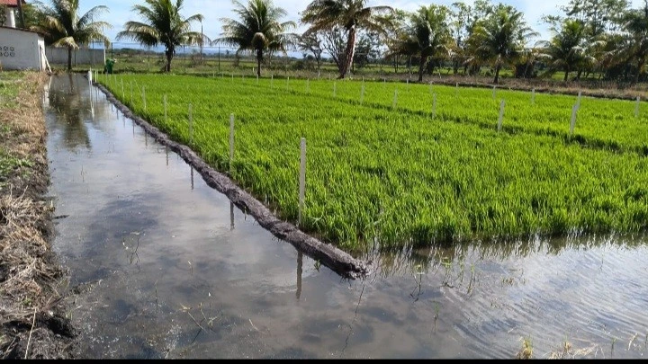 ARROZ1_1_11zon