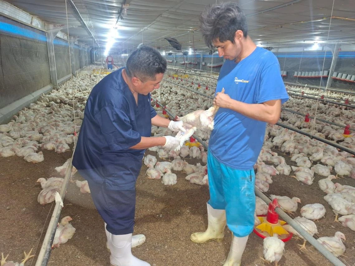 POLLO2