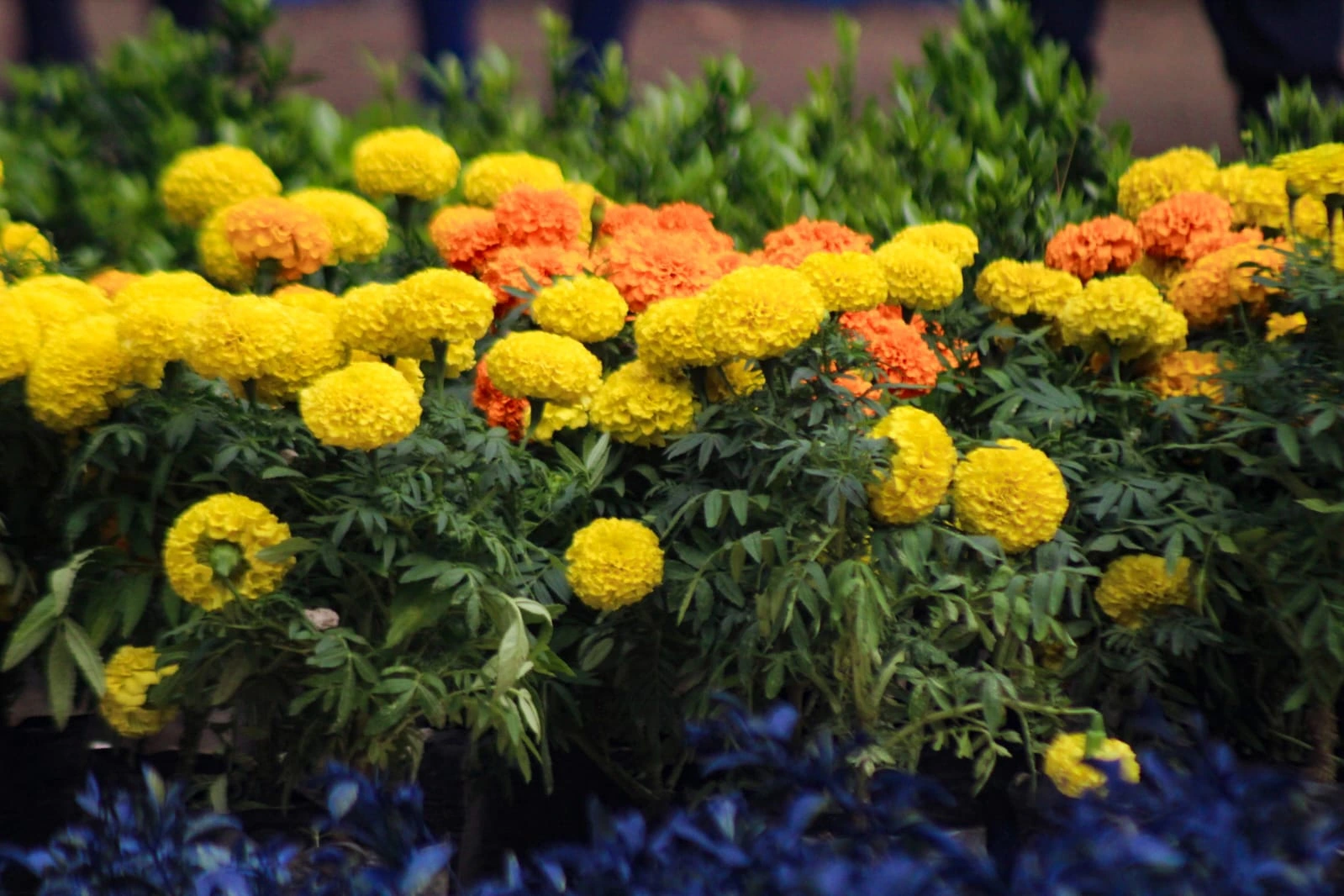 FLORES-(22)