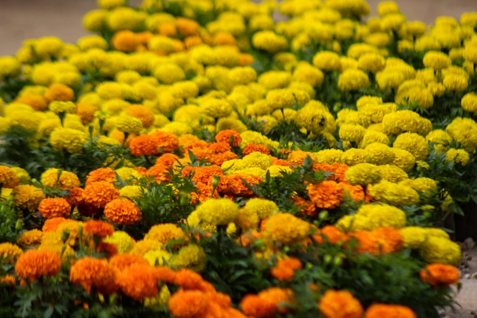 FLORES-(27)
