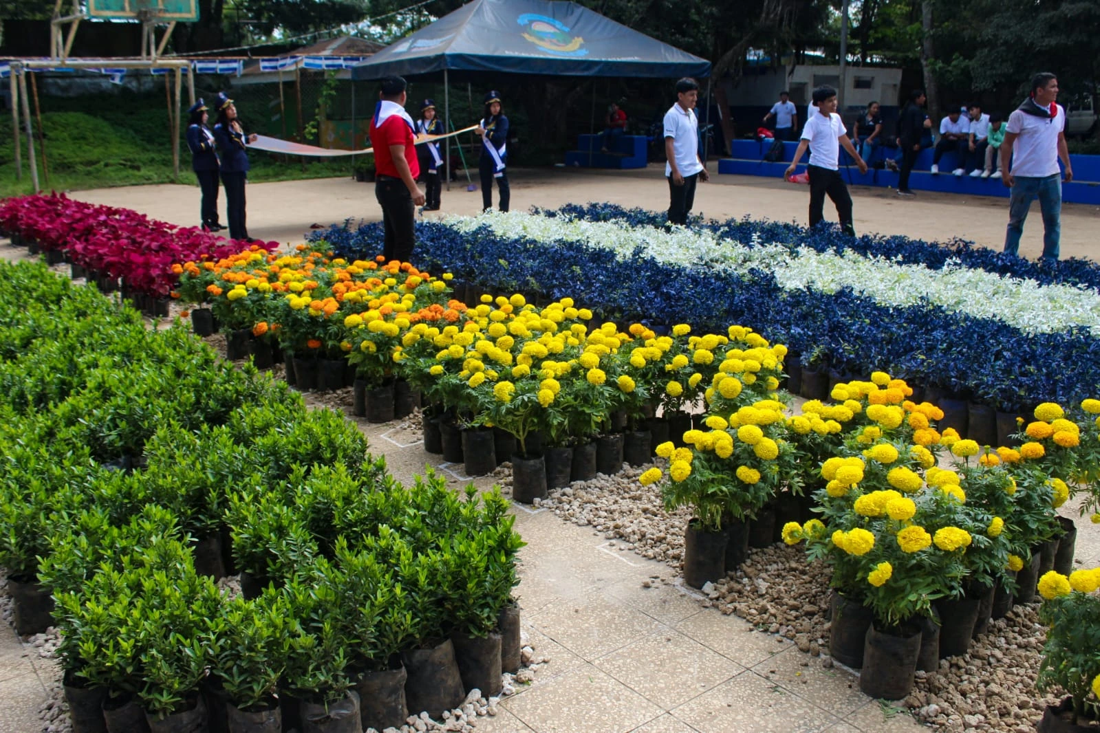 FLORES-(4)