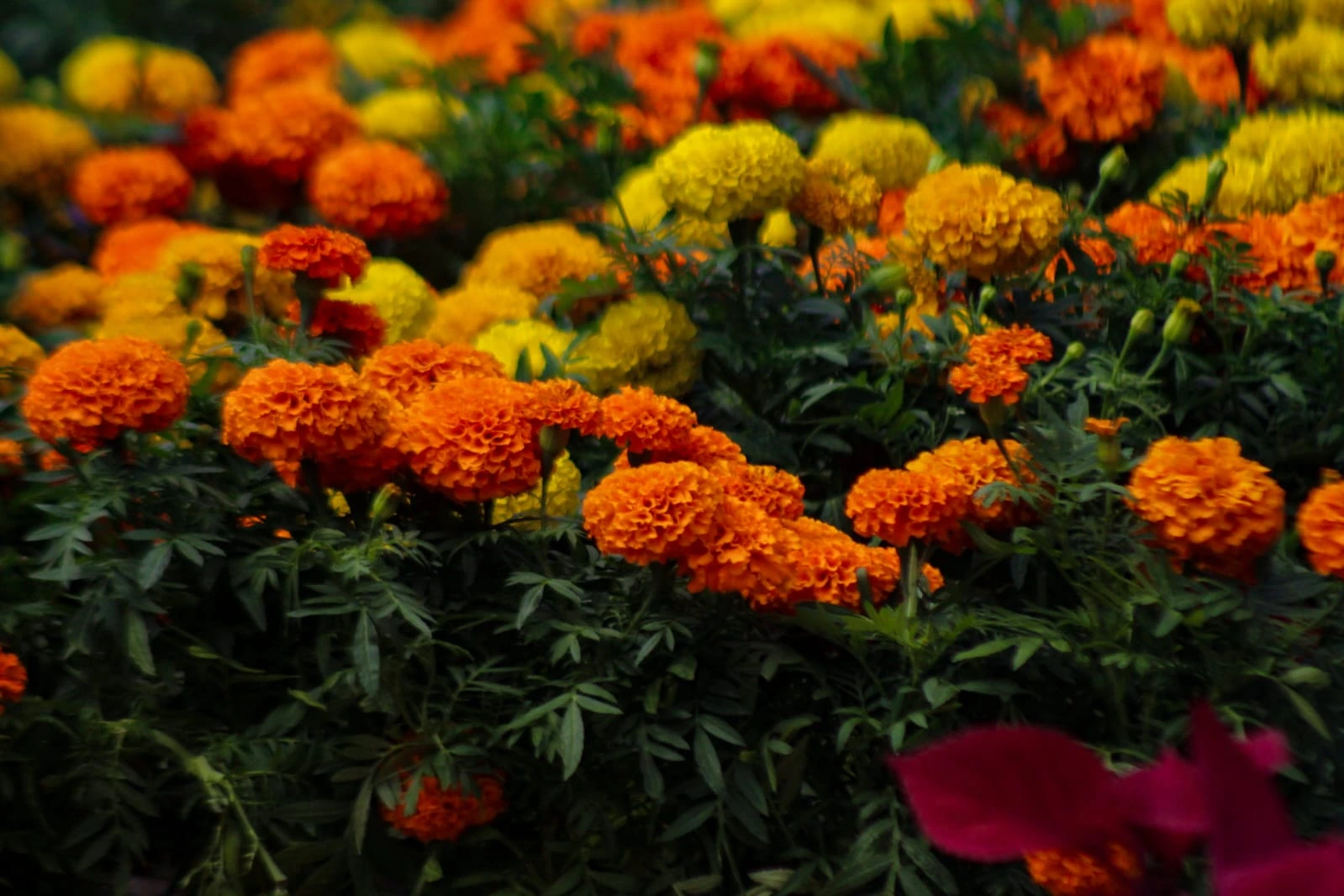 FLORES-(8)