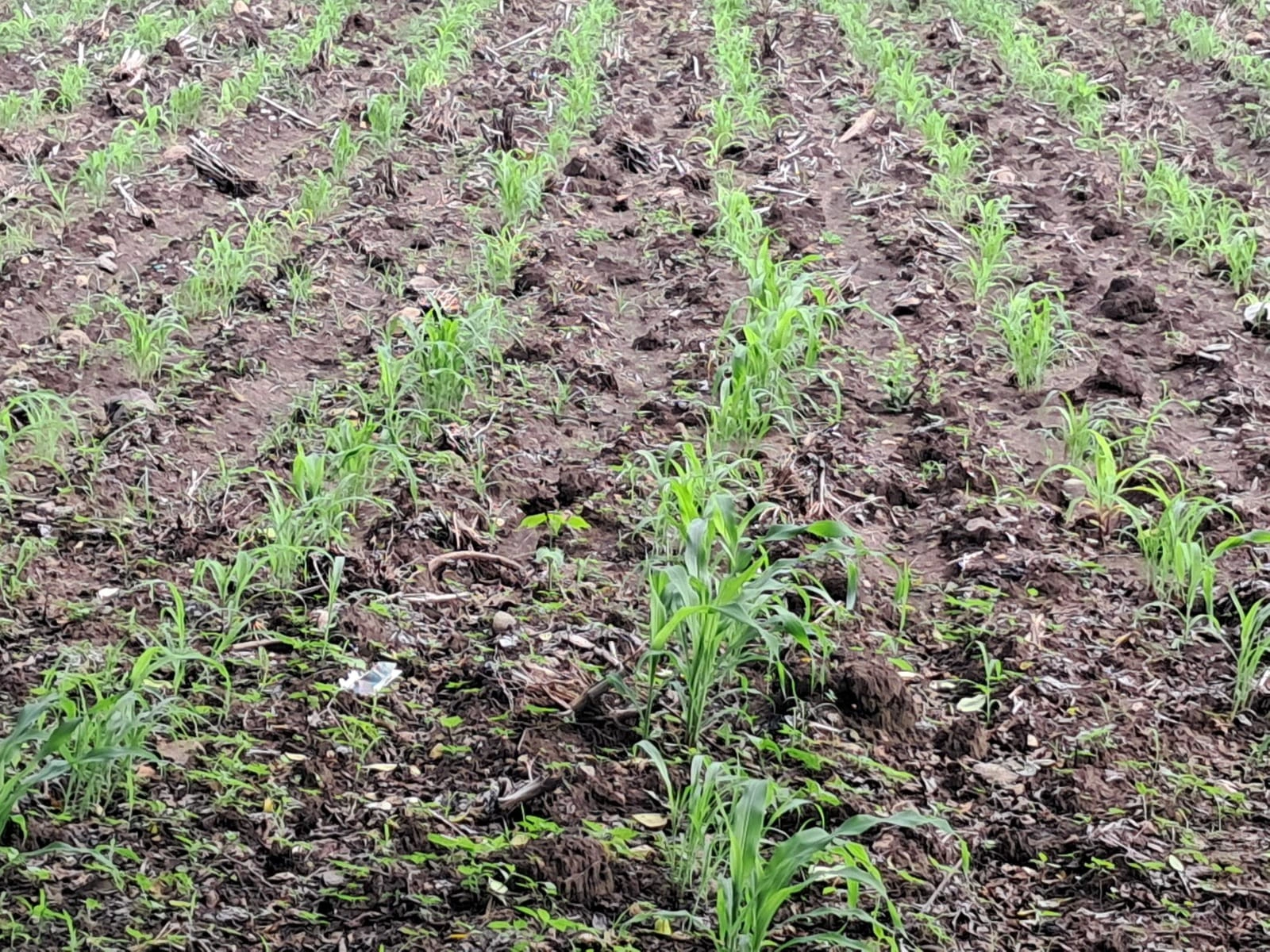 SORGO4_3_11zon
