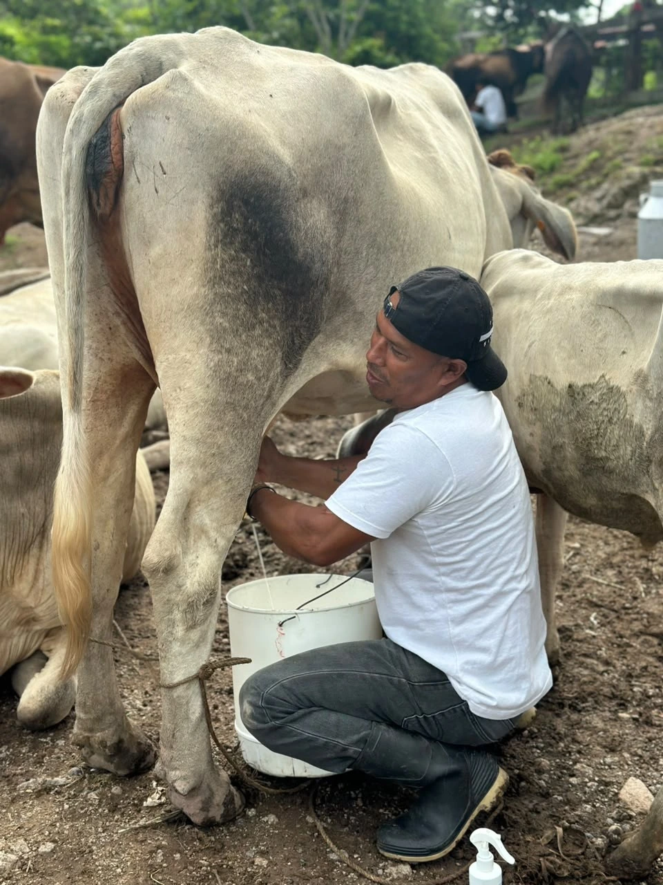 LECHE1