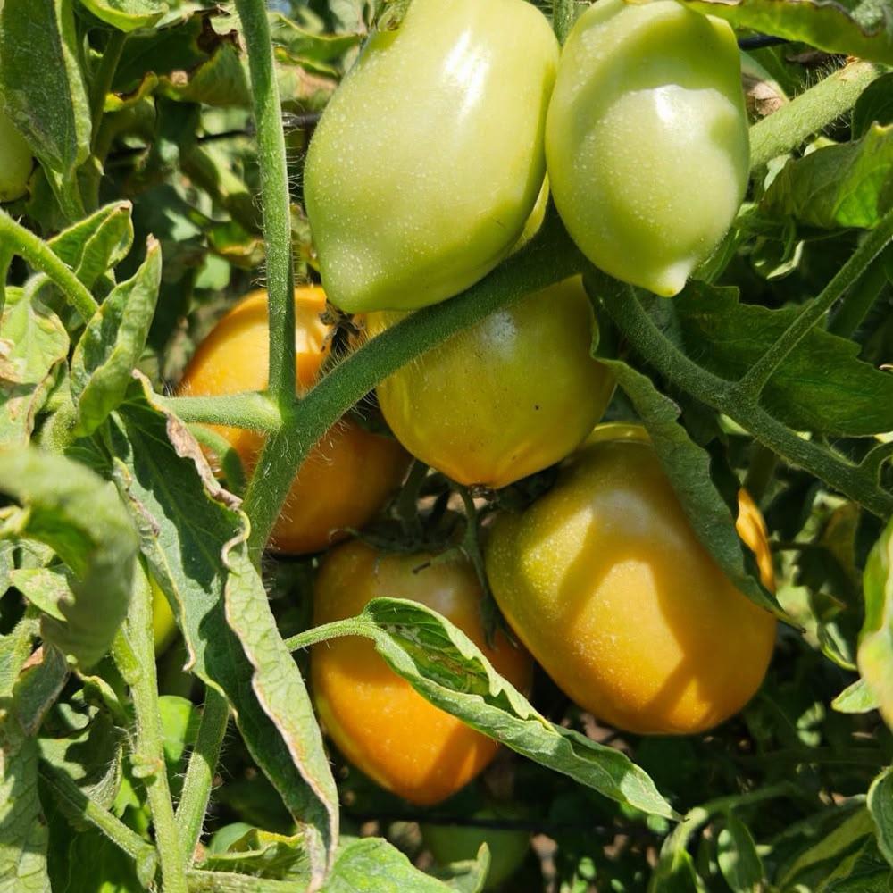 Produccion-de-Tomate-1