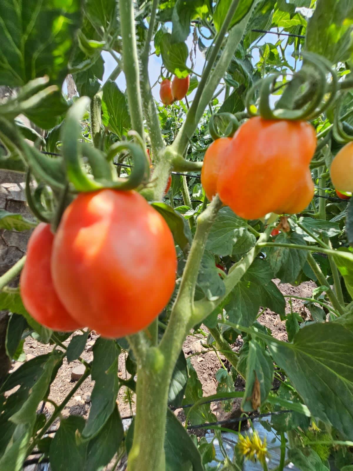 Produccion-de-Tomate-2