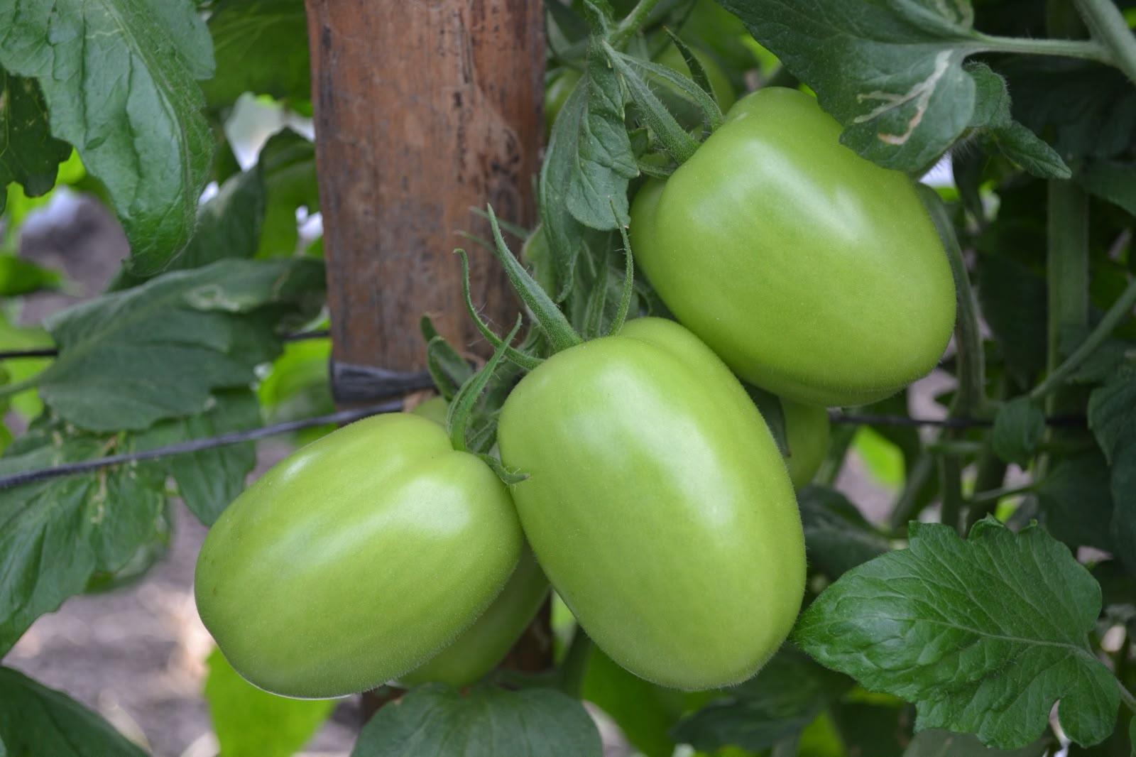 Produccion-de-Tomate-3