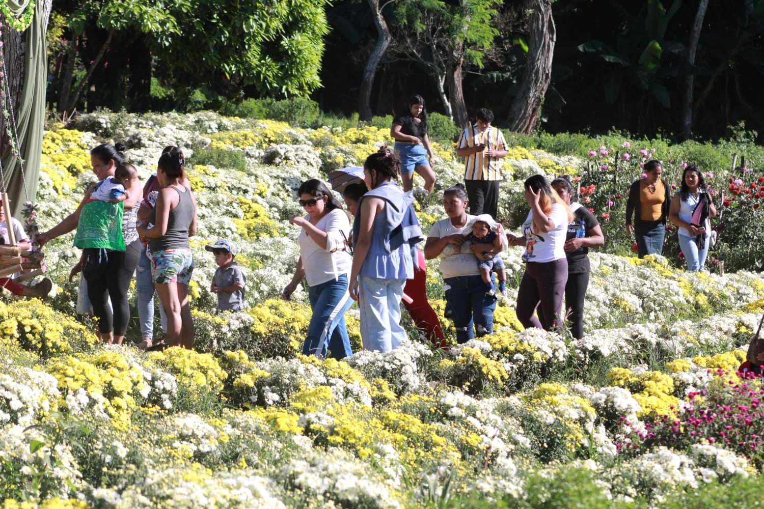 FLORES-(14)