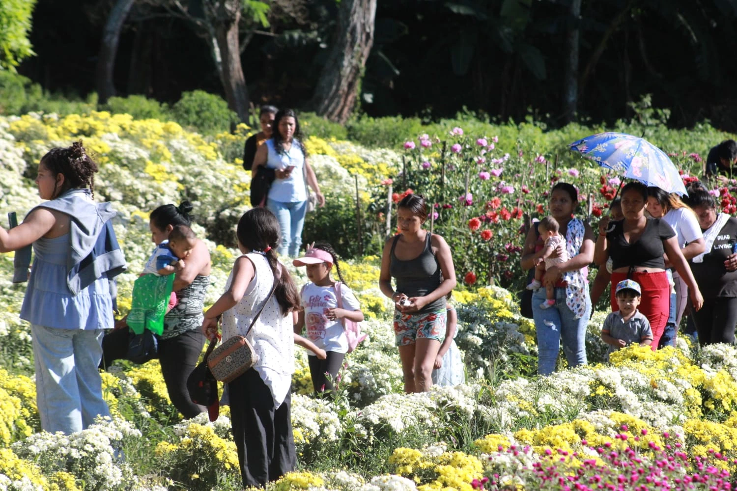 FLORES-(2)