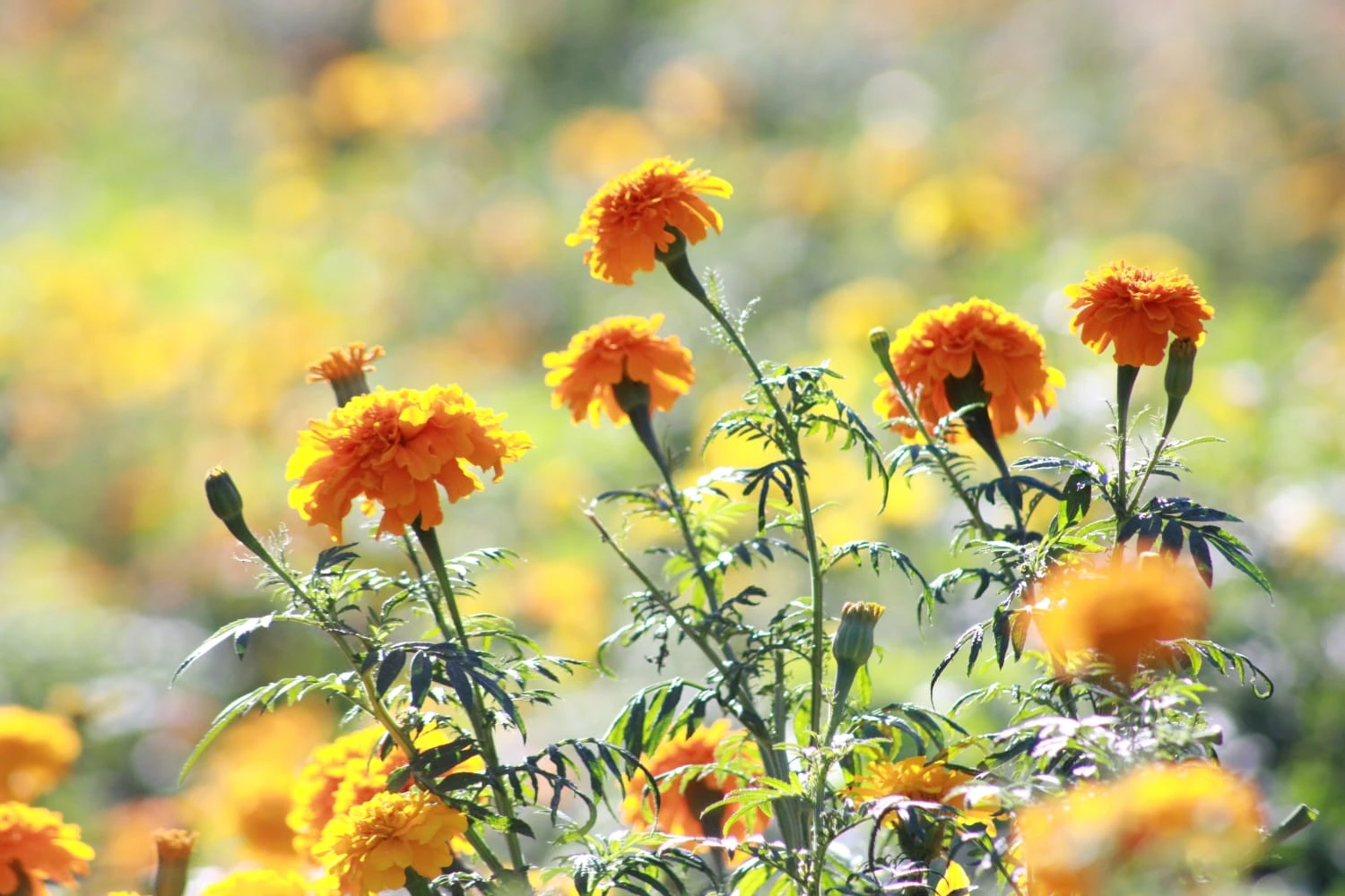 FLORES-(8)