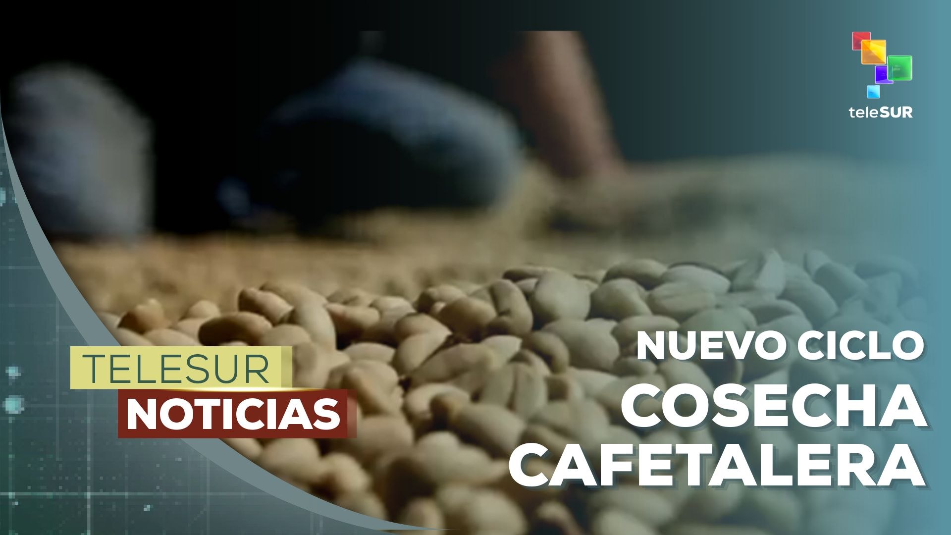 Nuevo ciclo de cosecha cafetalera - teleSUR