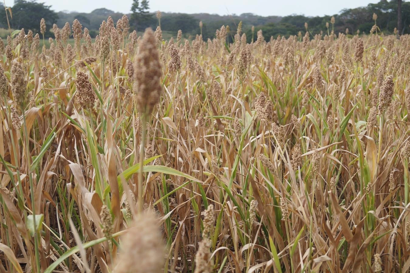 SORGO2