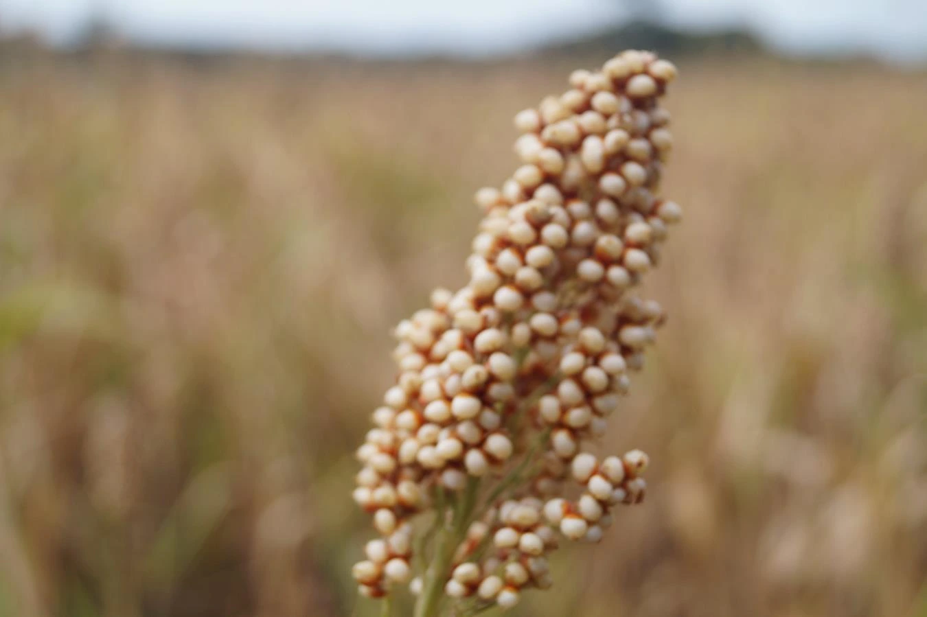 SORGO5