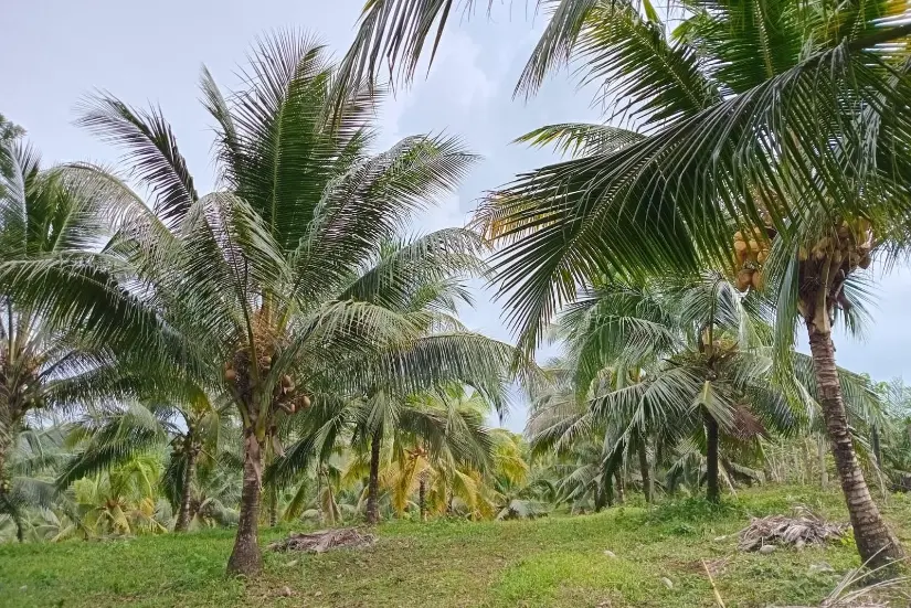 Coco-1