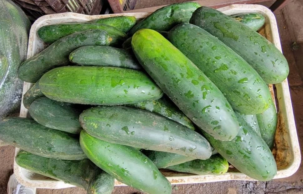 PEPINO-(2)