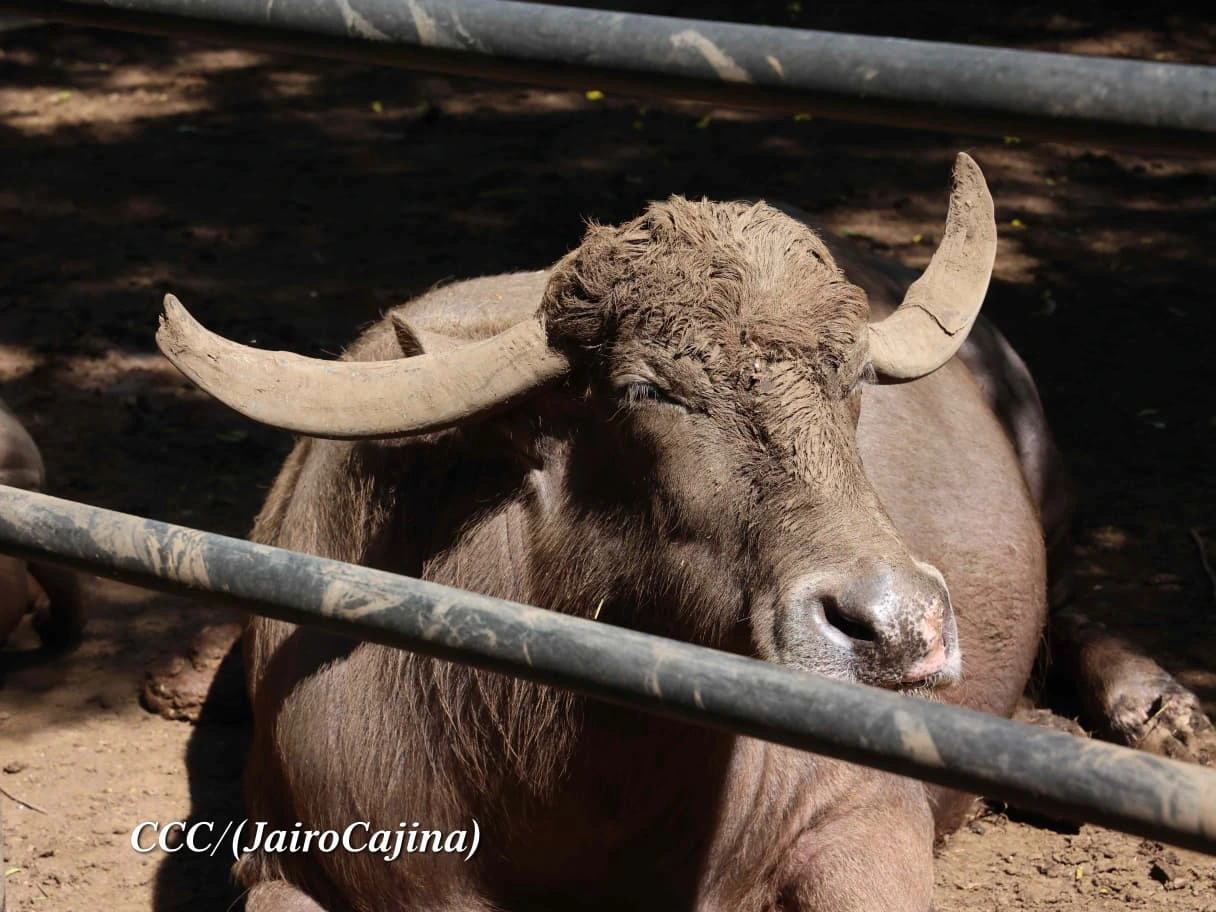 ZOOLOGICO11