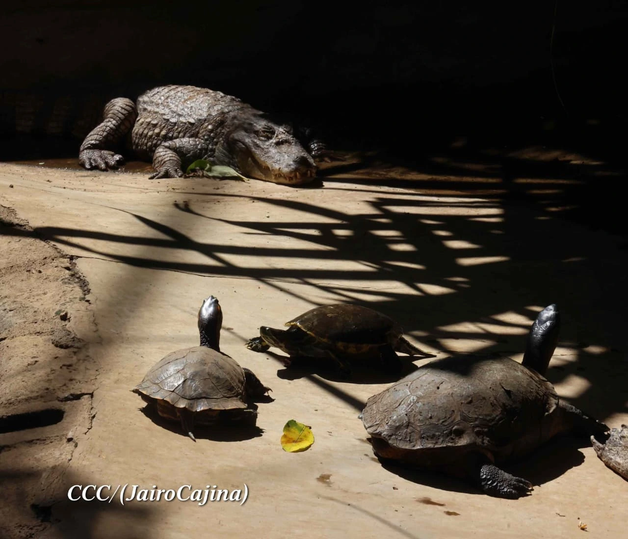 ZOOLOGICO8