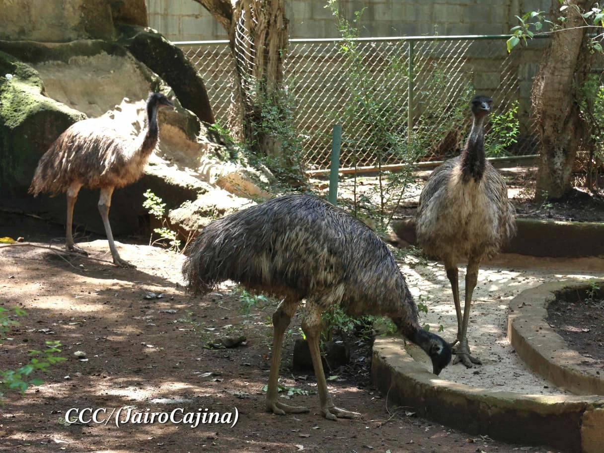 ZOOLOGICO9