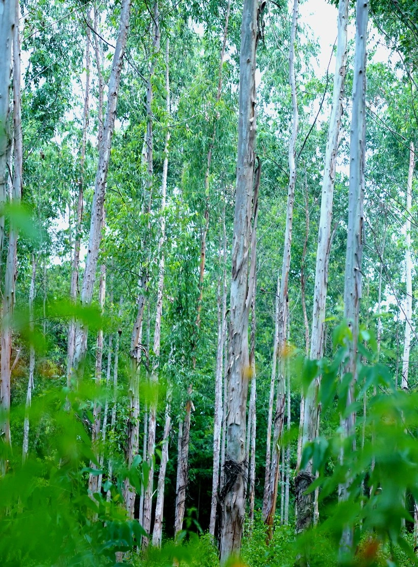 MADERA4