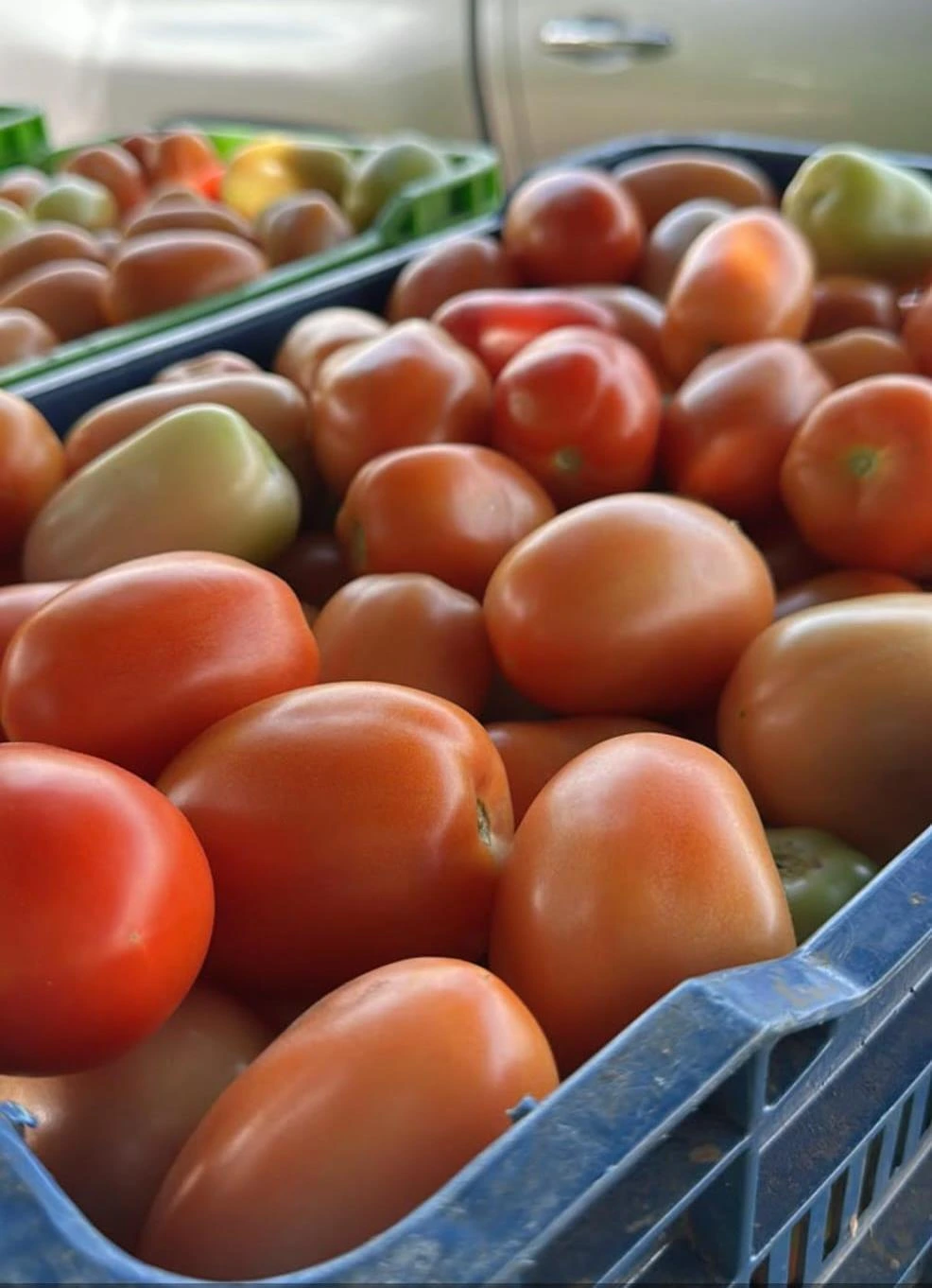 TOMATE2